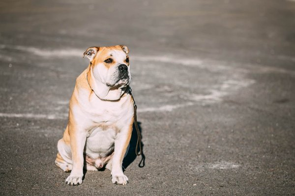 Le rôle des études de cas dans le content marketing pour les startups B2B